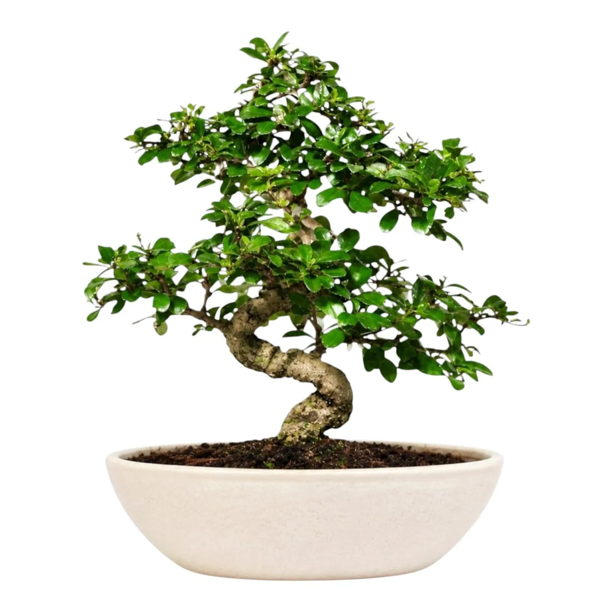 Premium Bonsai Ağacı