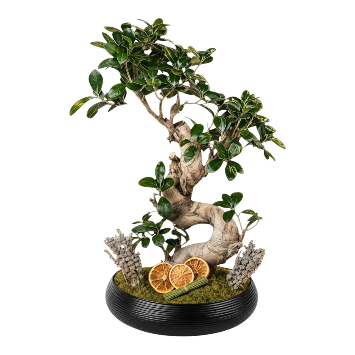 Premium Tasarım Bonsai