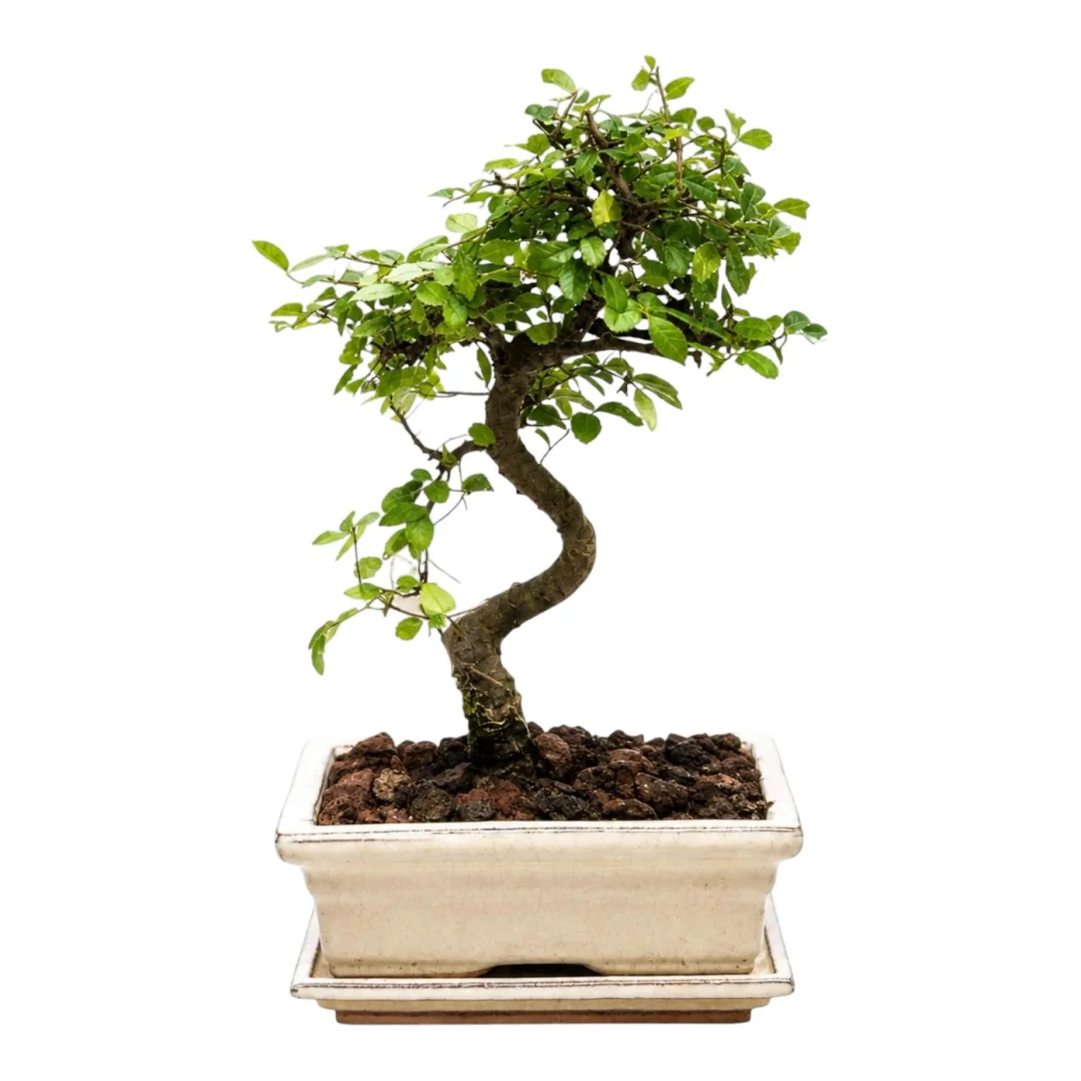 S-Gövde Zelkova Bonsai