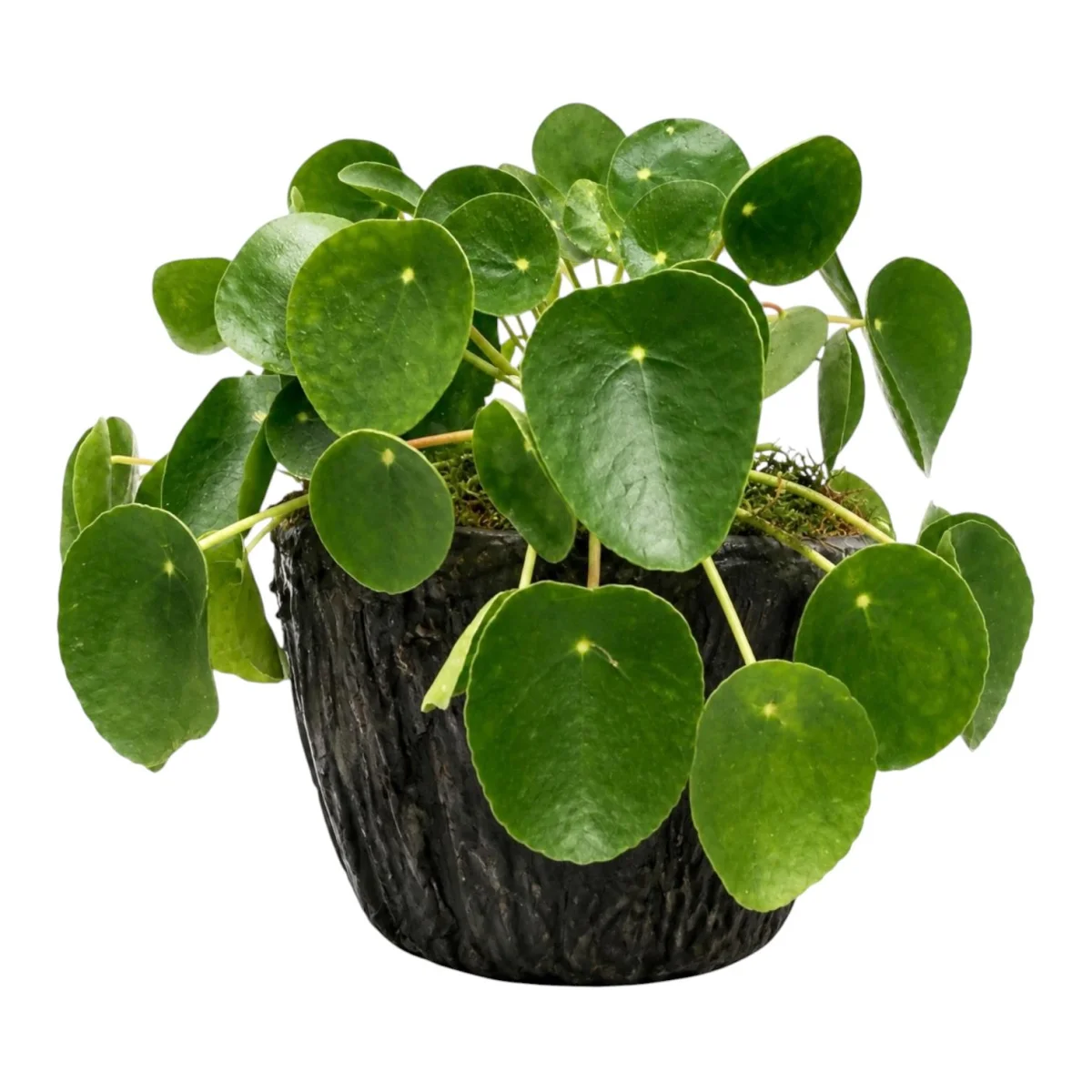 Saksıda Canlı Pilea Bitkisi