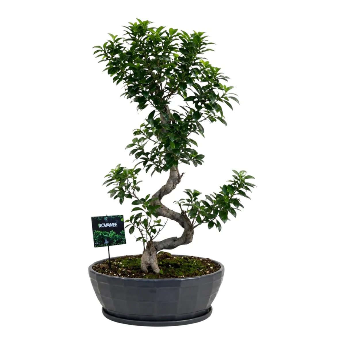 Saksıda İhtişamlı Bonsai Ağacı