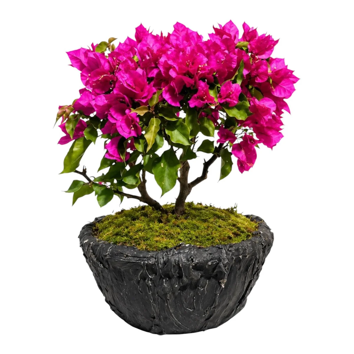 Begonvil Bonsai