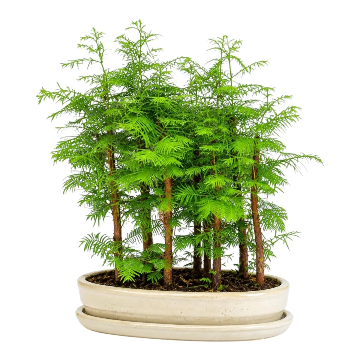 Metasequoia Bonsai