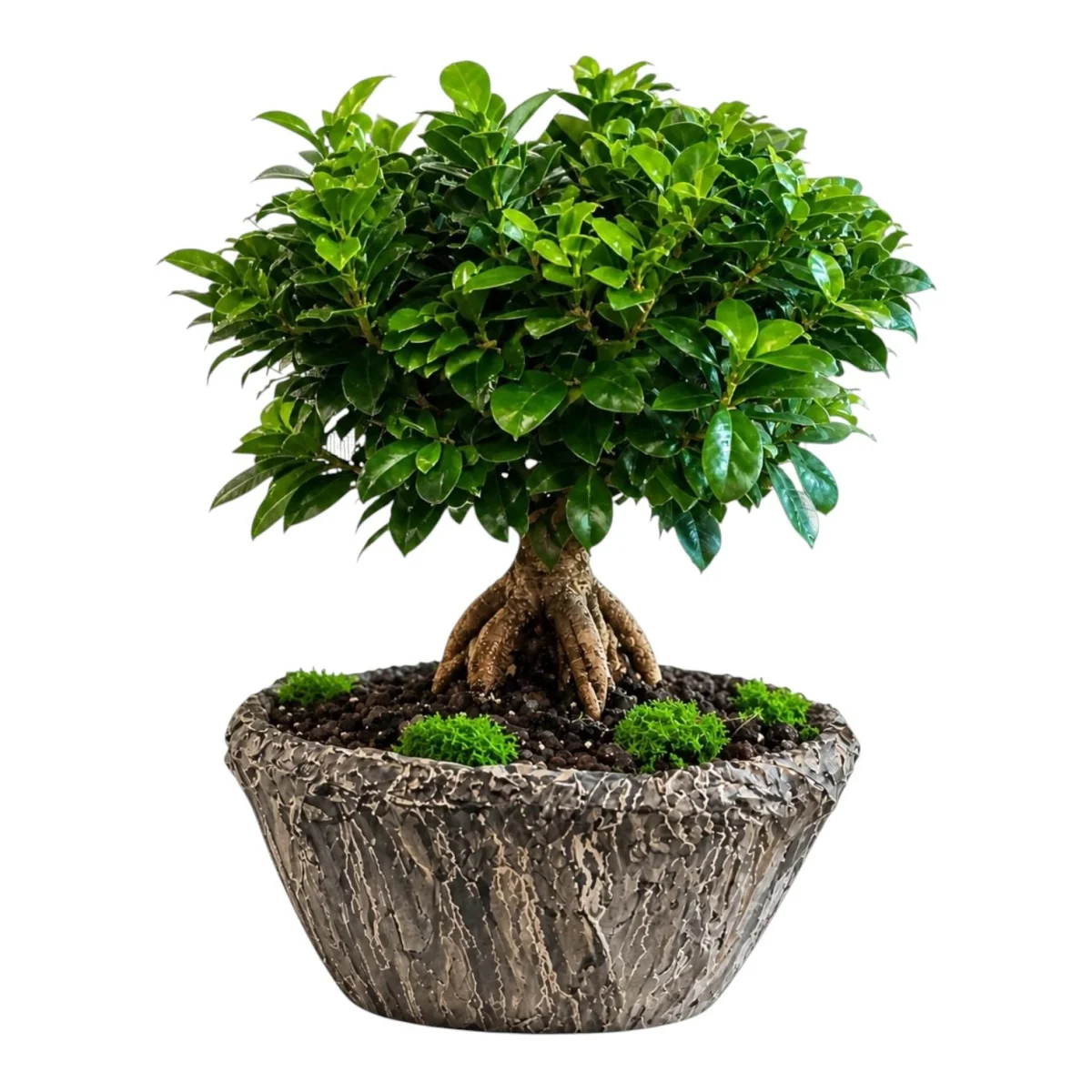 Ficus Ginseng Bonsai