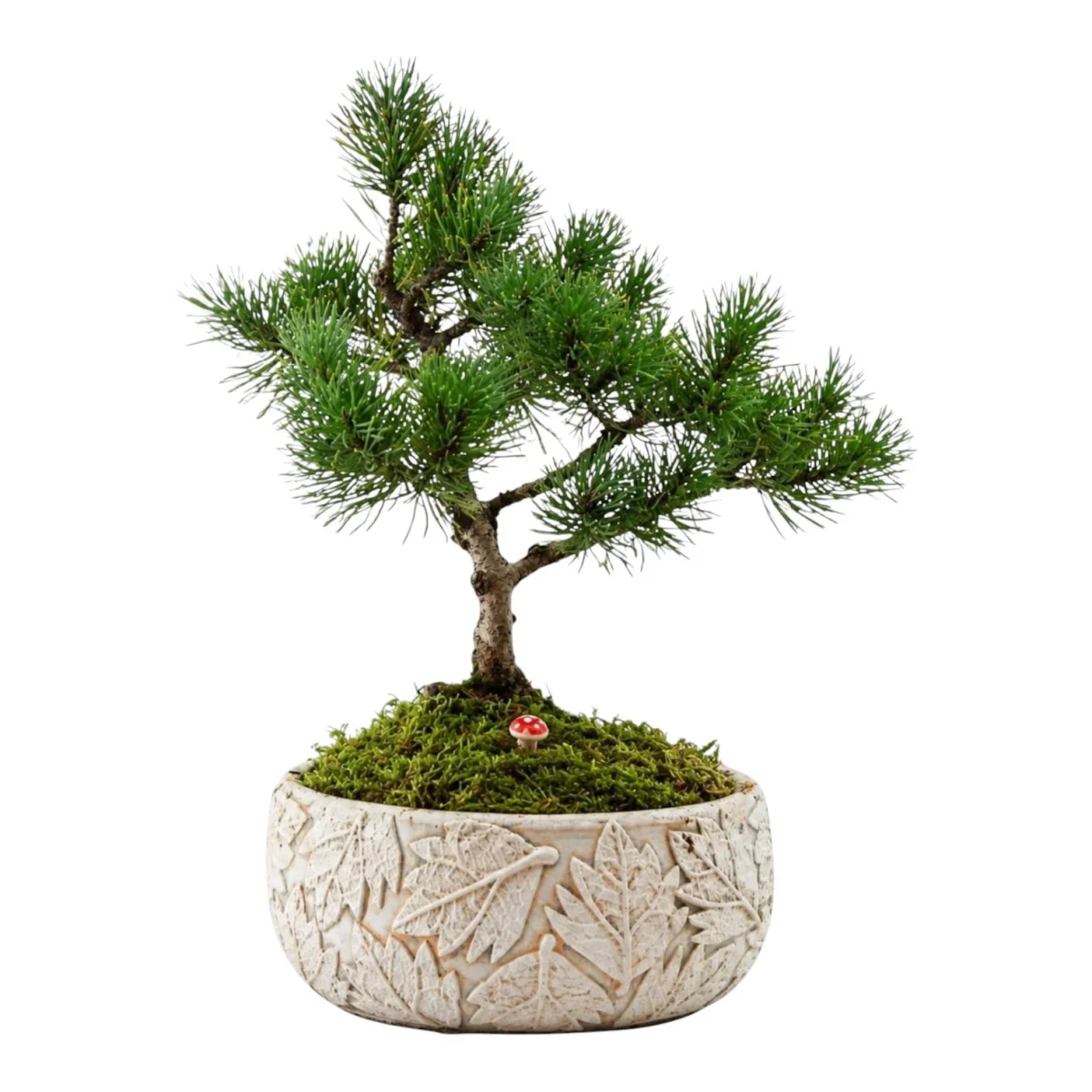 Minyatür Çam Bonsai