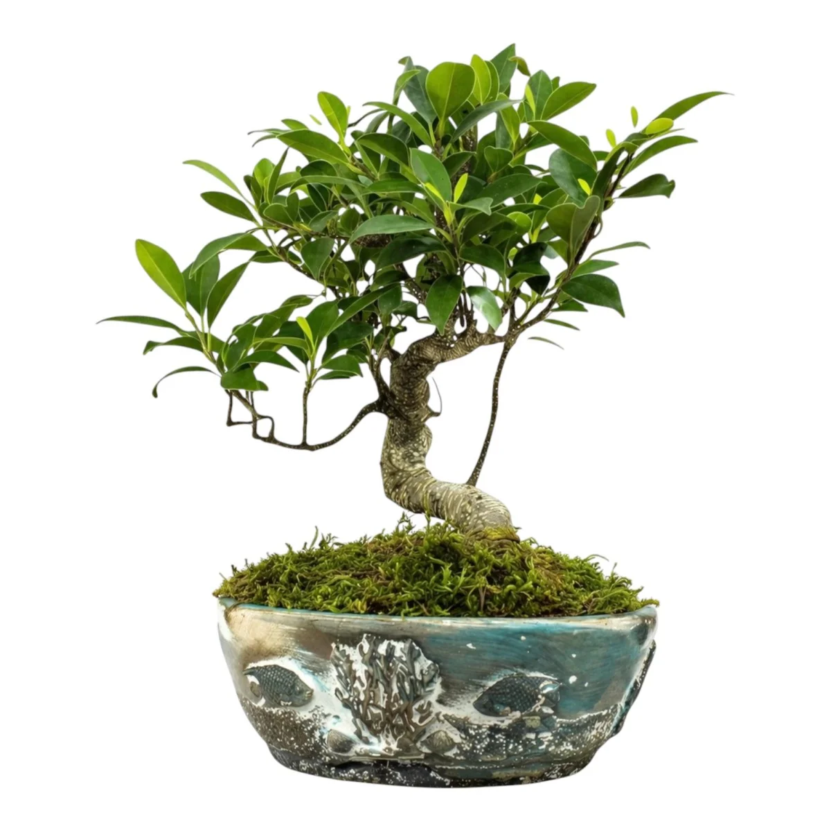 Saksıda Kıvrımlı Bonsai