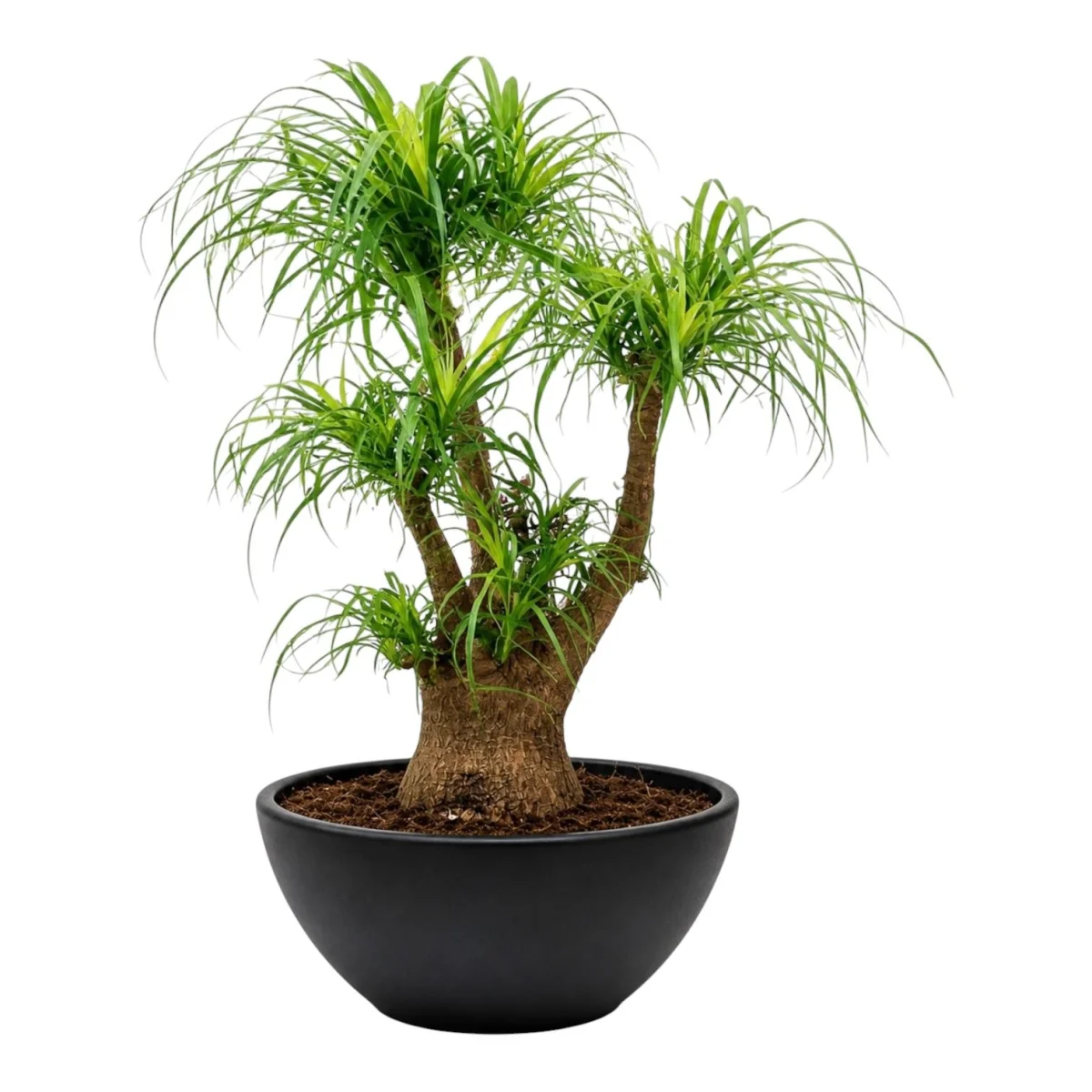 Taxodium Distichum Bonsai