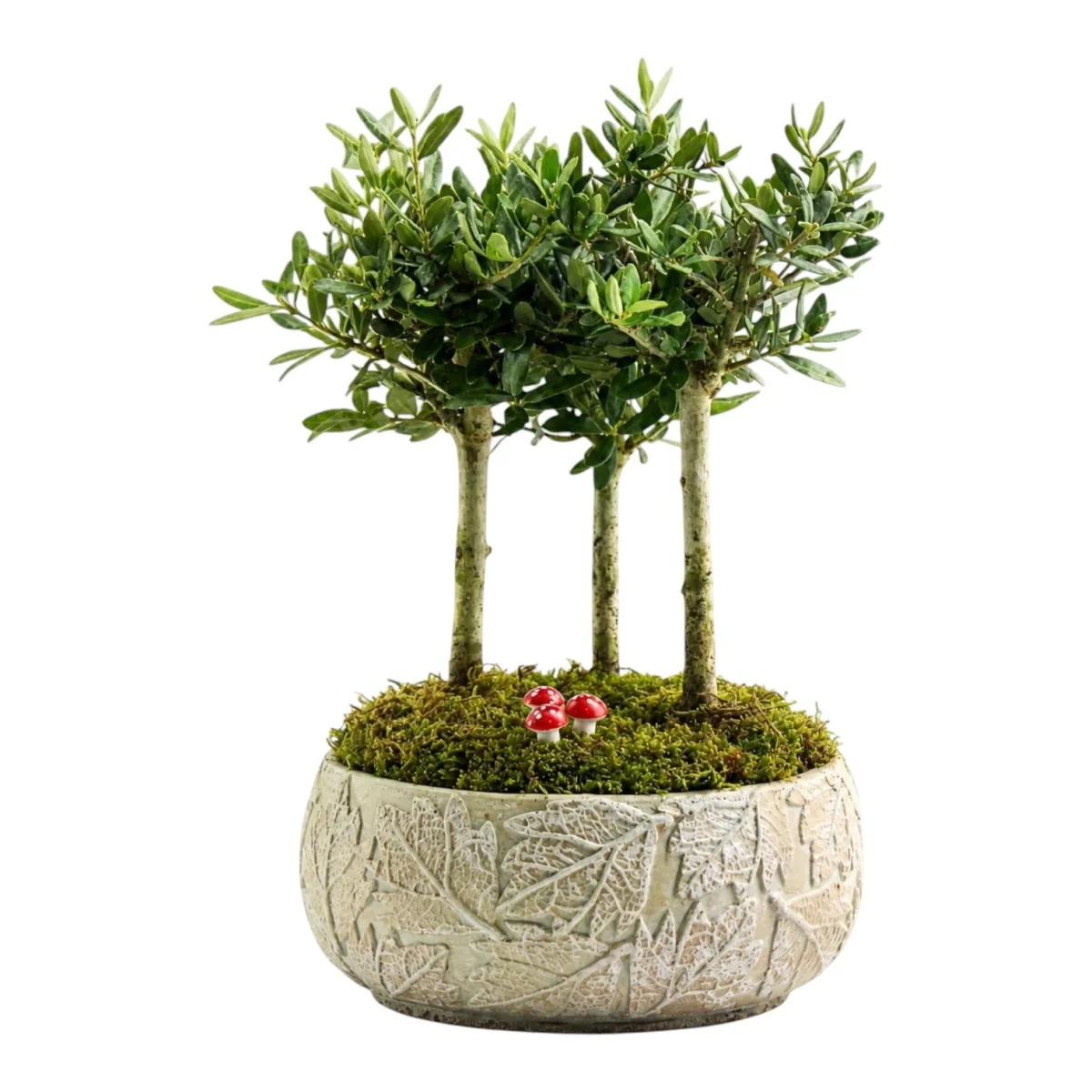 Zeytin Ağacı Bonsai