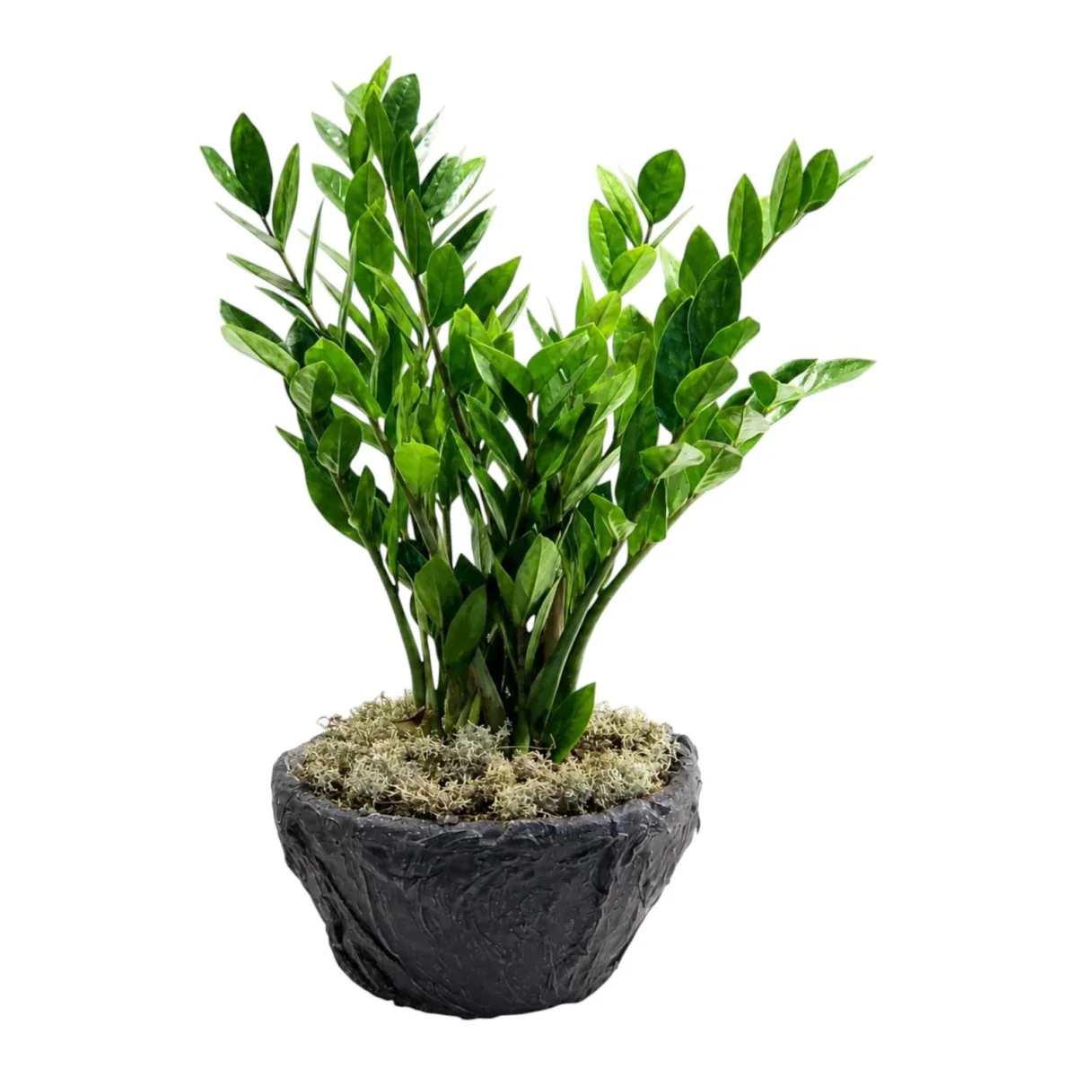 Zamia ZZ Bitkisi