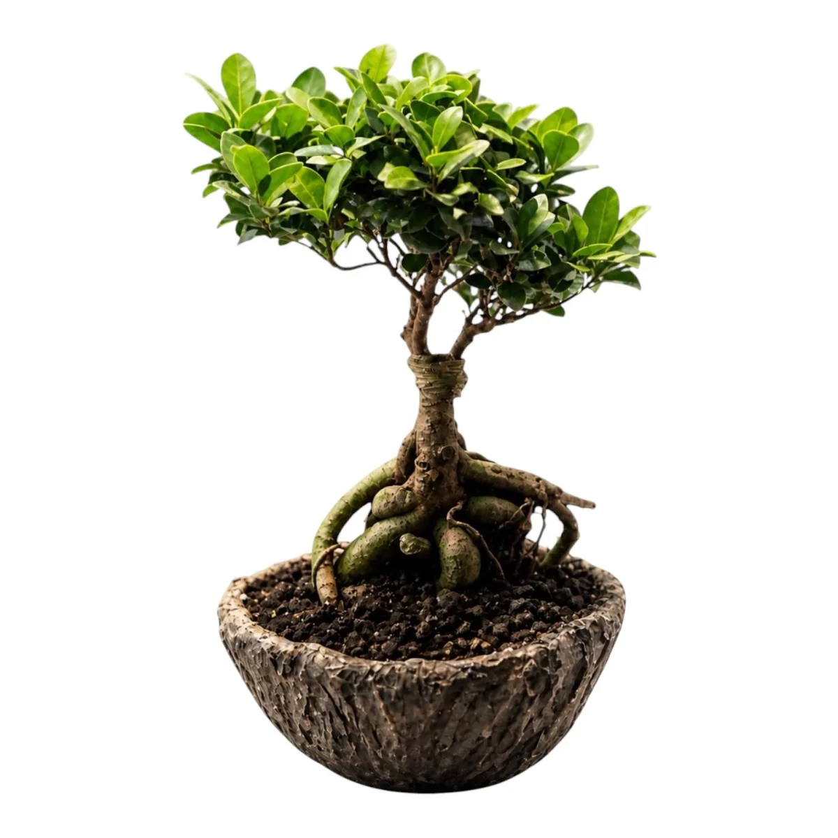 Ginseng Ficus Bonsai