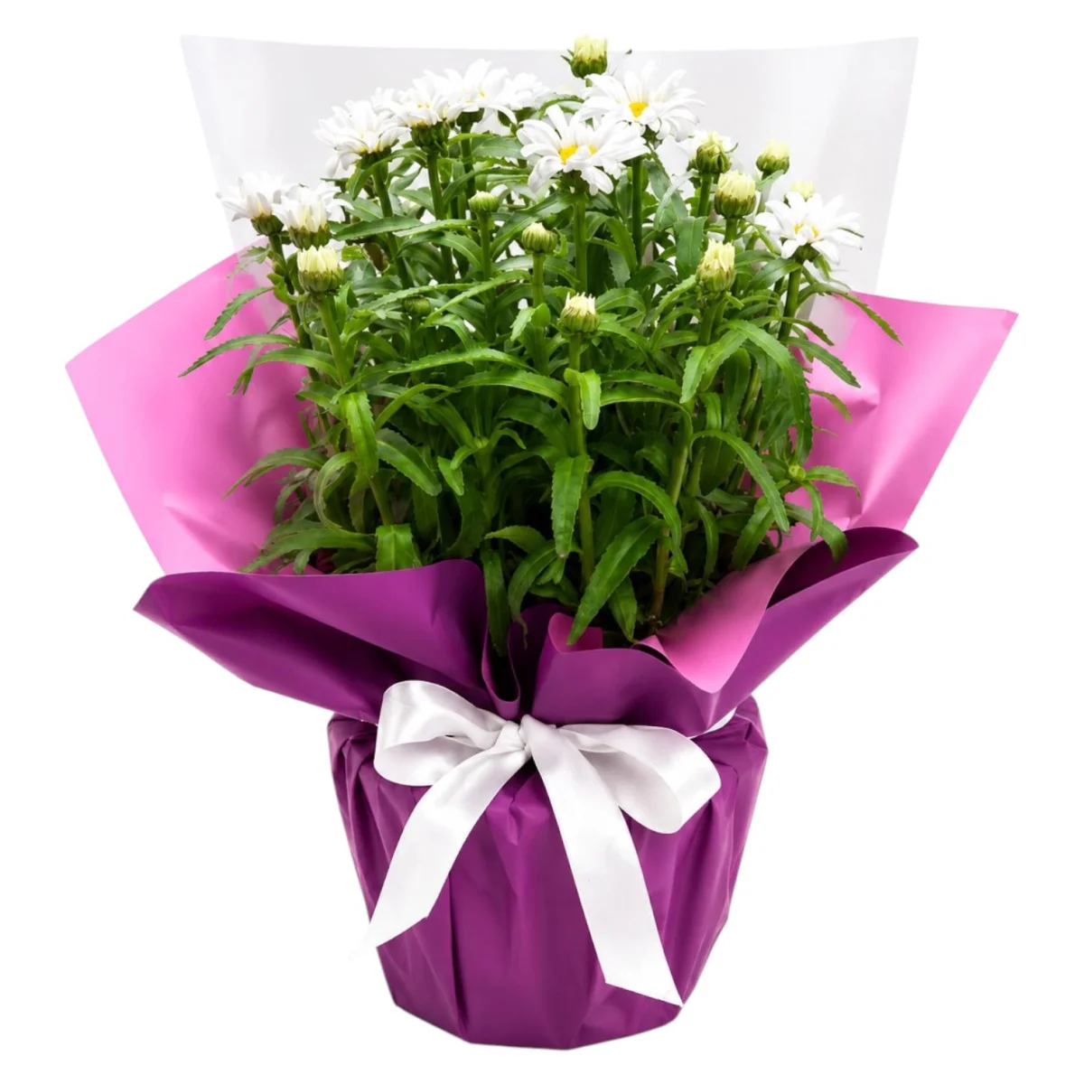 White Daisy Harmony