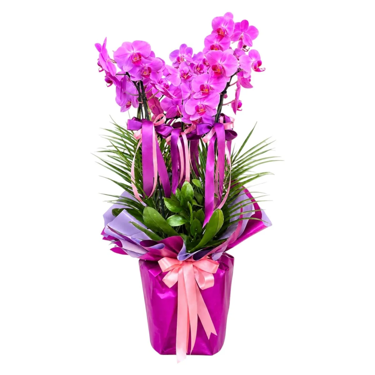 Fuşya Phalaenopsis Orkide Saksısı