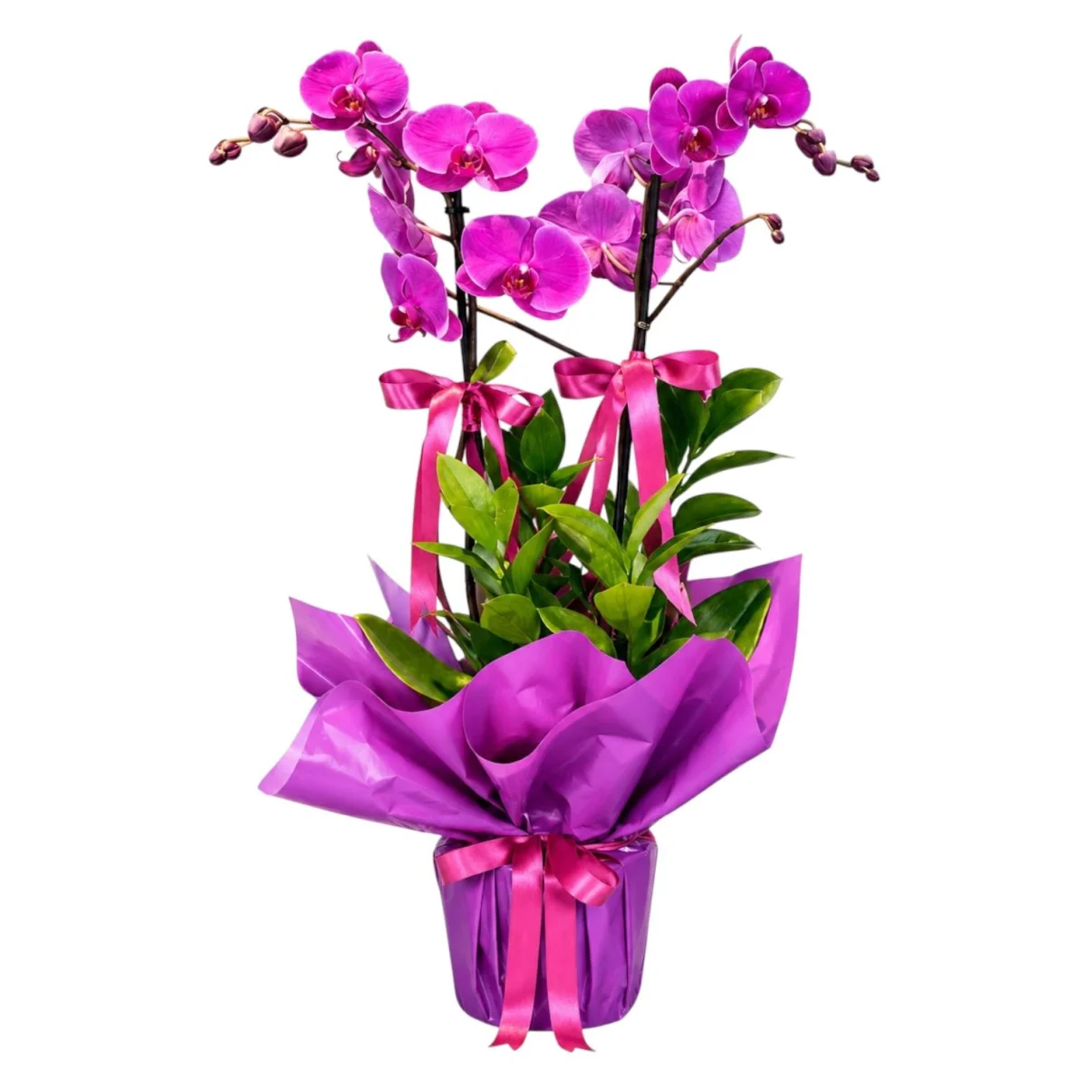 Mor Phalaenopsis Orkide