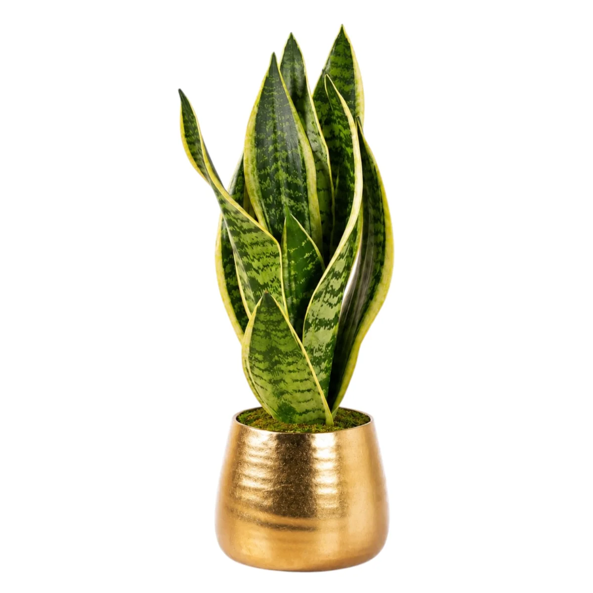 Gold Saksıda Premium Salon Bitkisi Sansevieria