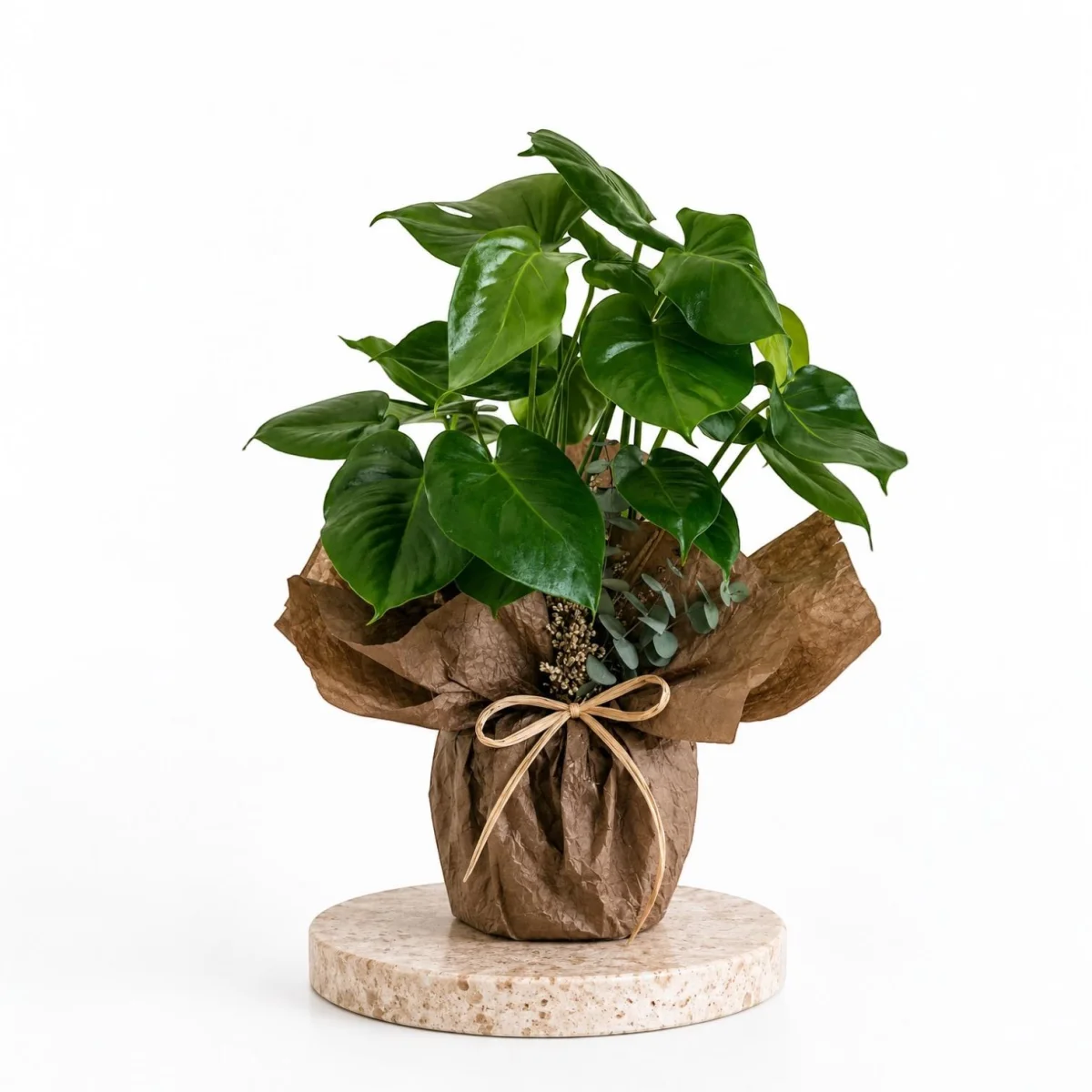 Monstera Natural Luxe