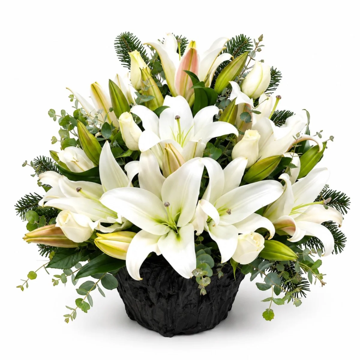 Snow Lily Prestige