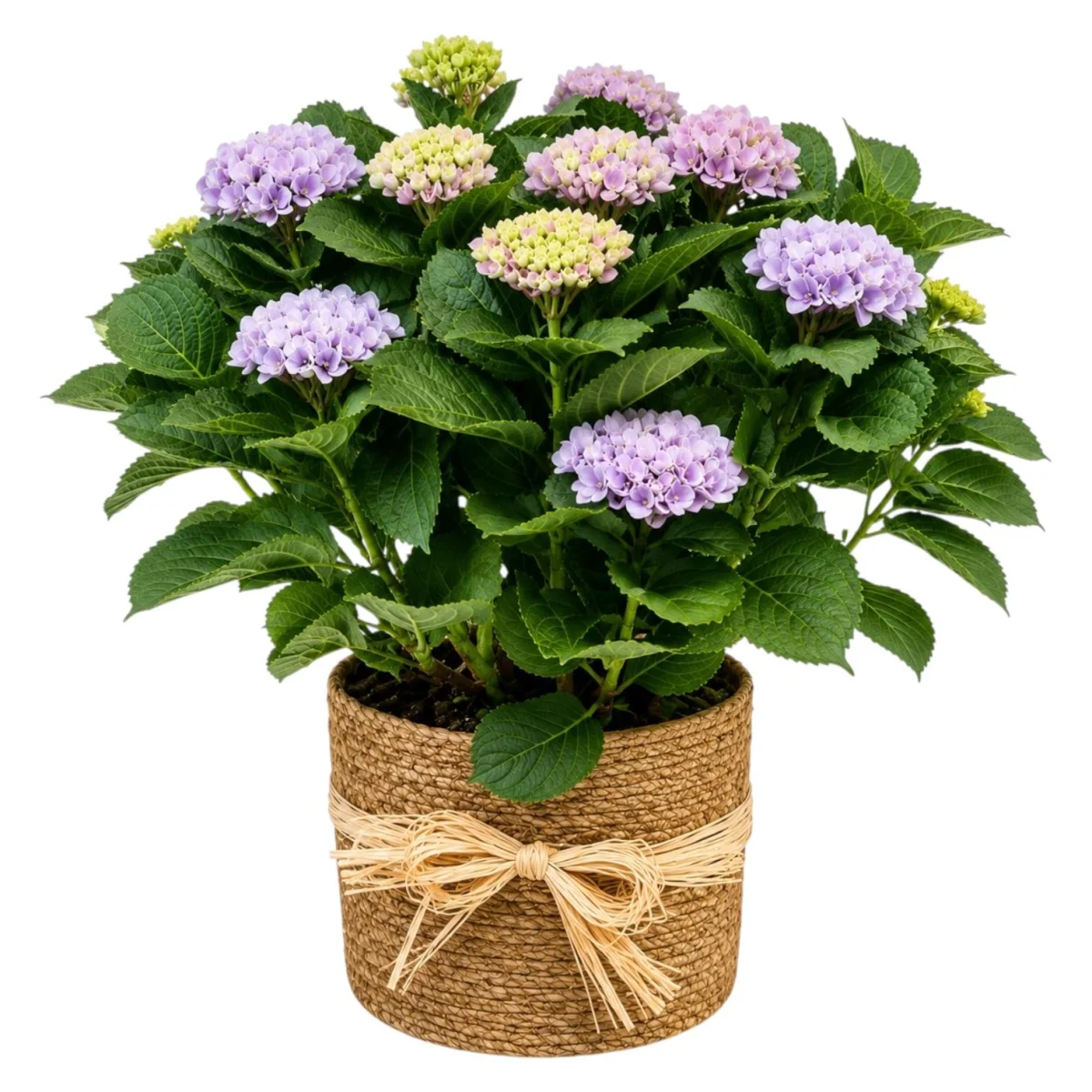 Lavender Bloom Hydrangea Plant