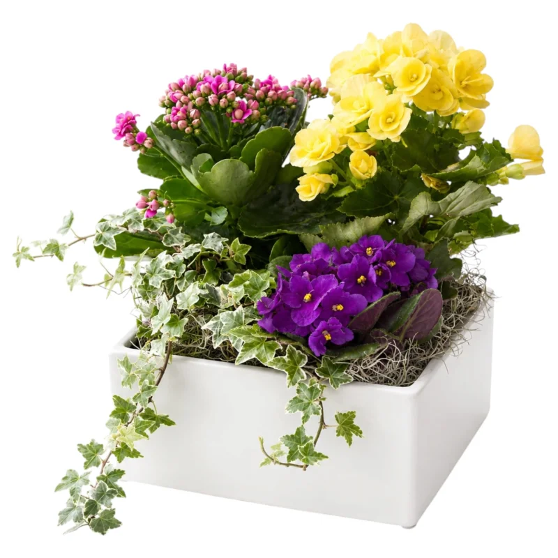Garden in a Pot
