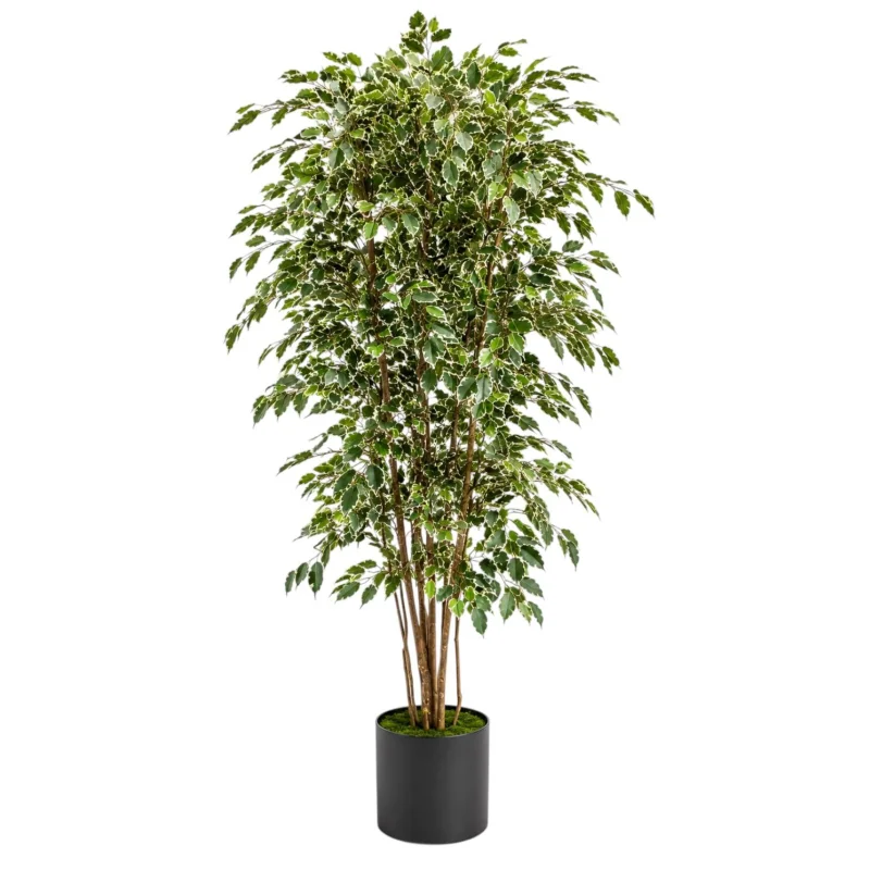 Yapay Variegata Benjamin Ağacı