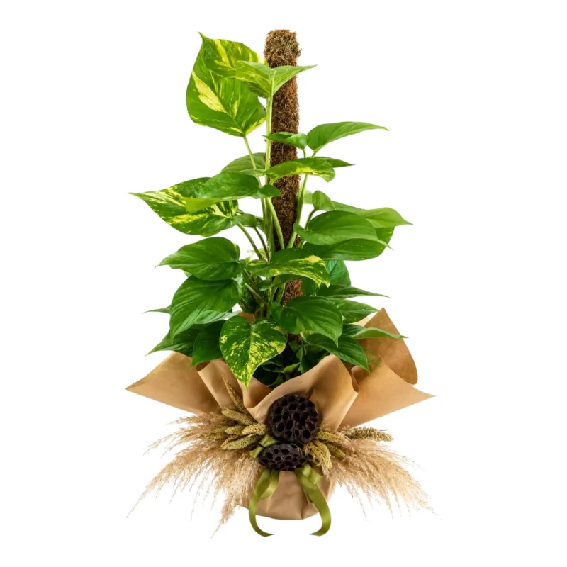 Climbing Pothos Gift Plant