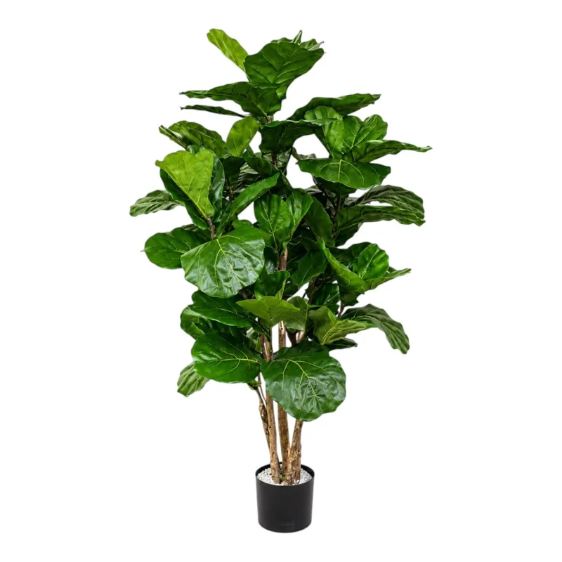 Yapay Kemancı İncir Ağacı (Fiddle Leaf)