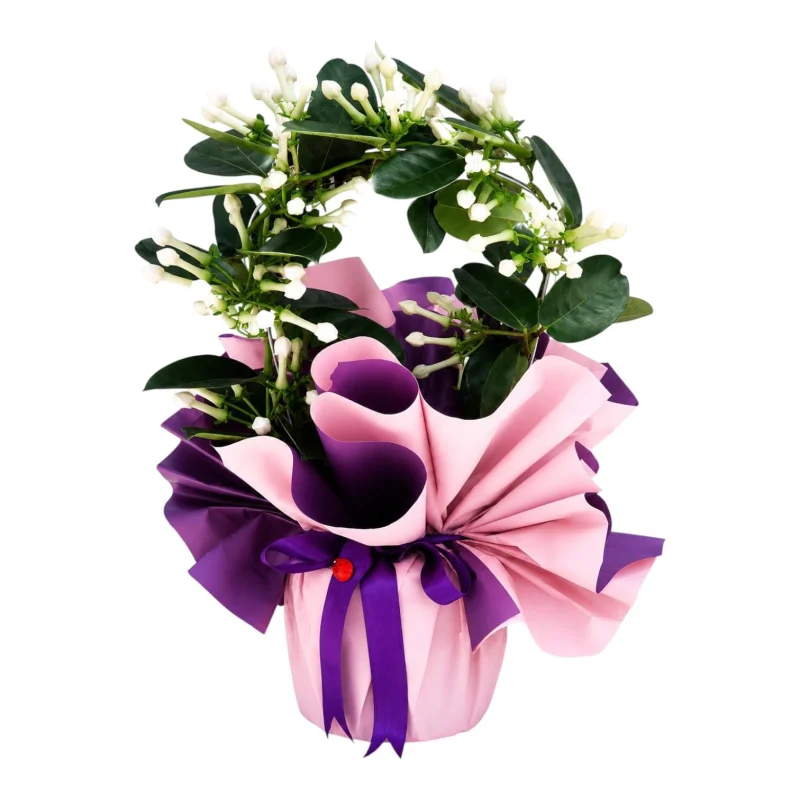 Stephanotis (Gelin Çiçeği)