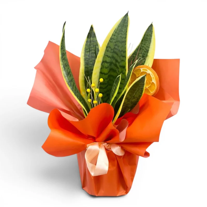 Canlı Paşa Kılıcı (Sansevieria)