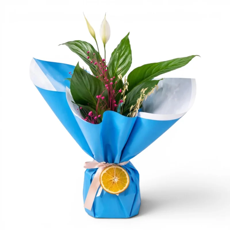 Canlı Barış Çiçeği (Spathiphyllum)
