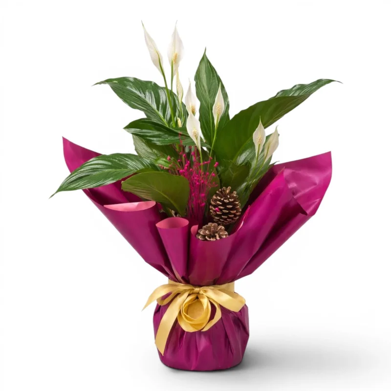 Canlı Barış Çiçeği (Spathiphyllum)
