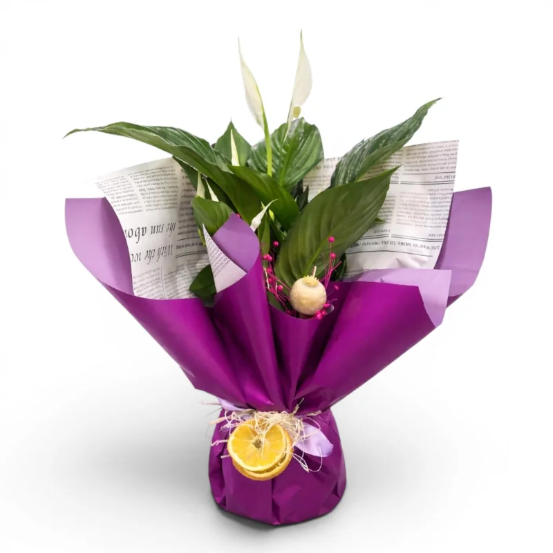 Canlı Barış Çiçeği (Spathiphyllum)