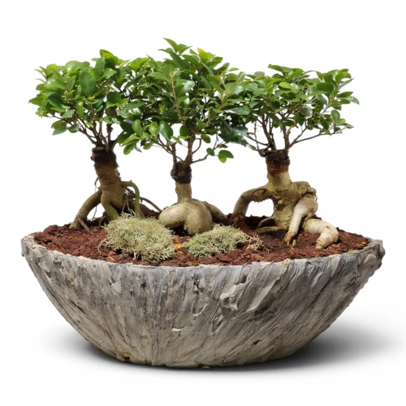 Taş Kâsede Üçlü Ginseng Bonsai