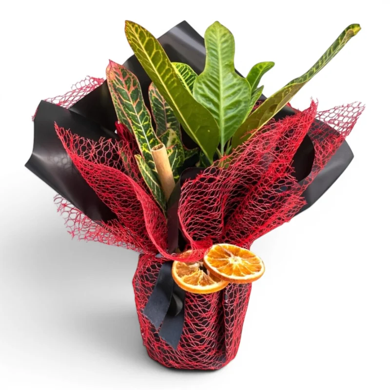 Kraton (Croton) Saksı Bitkisi (Özel Ambalajlı)
