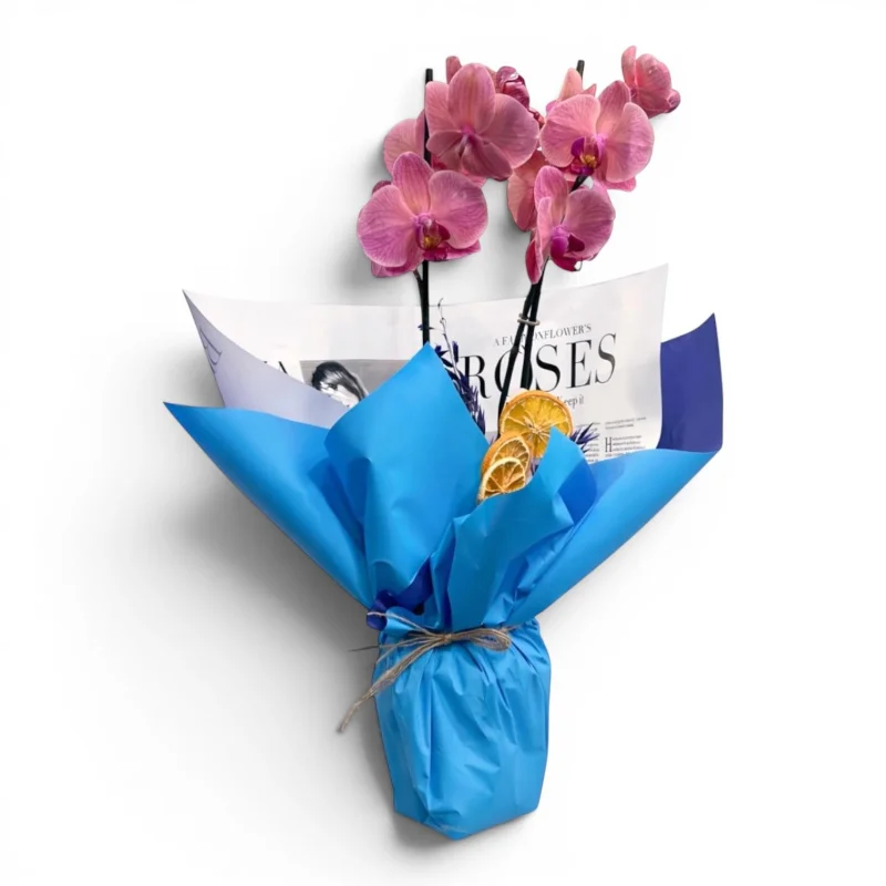 Mavi Ambalajlı Pembe Orkide