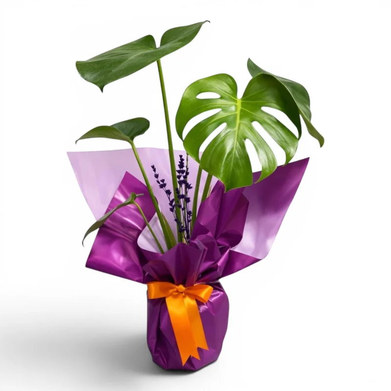Şık Ambalajlı Deve Tabanı (Monstera) Bitkisi