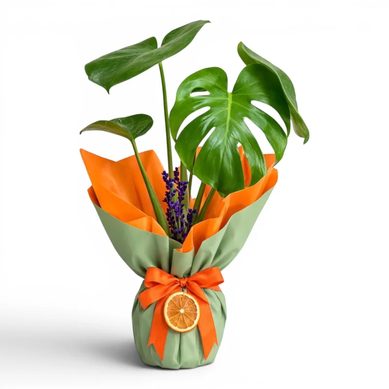 Yeşil-Turuncu Ambalajlı Deve Tabanı (Monstera) Bitkisi