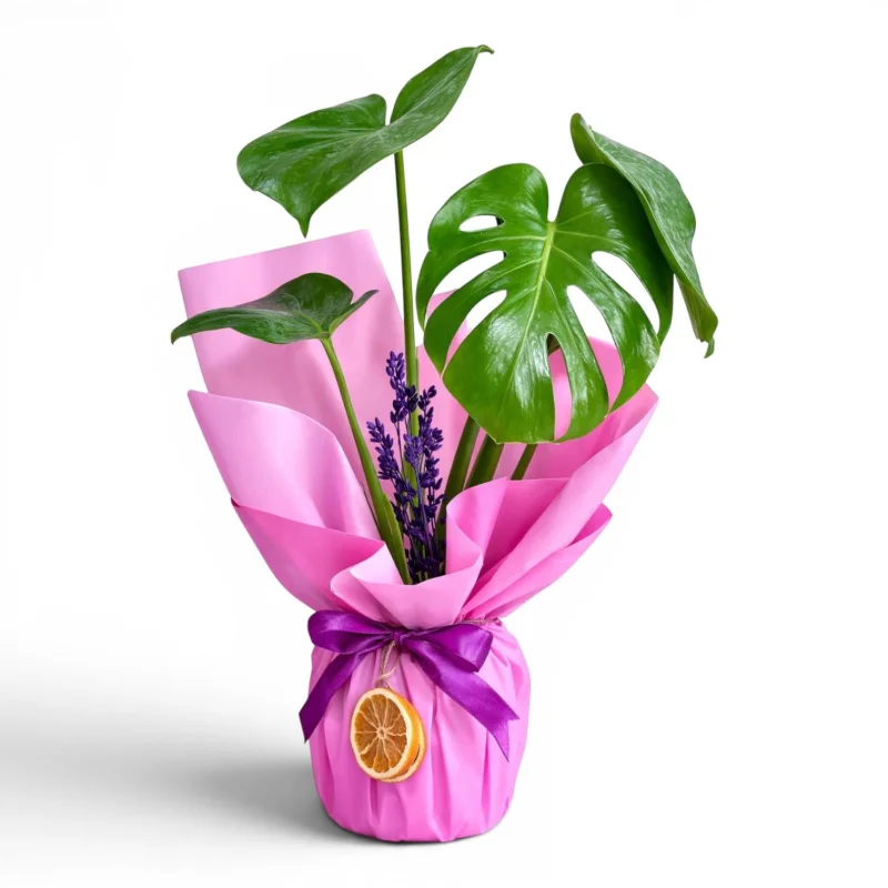 Pembe Ambalajlı Deve Tabanı (Monstera) Bitkisi