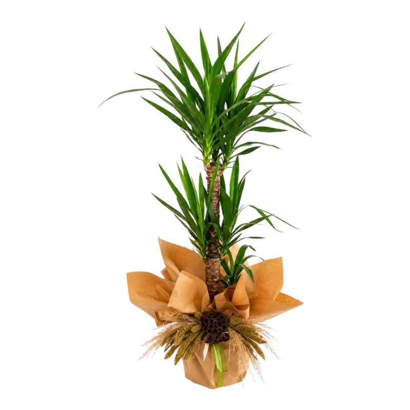 Çift Gövdeli Yucca Saksı Bitkisi