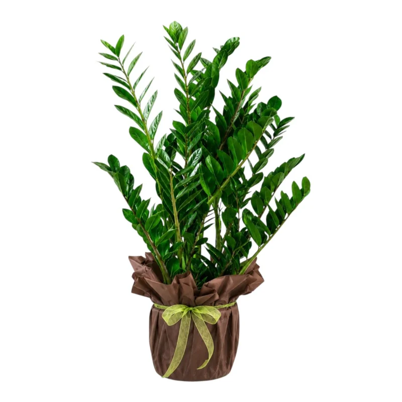 Zamia (ZZ Plant) Saksı Bitkisi