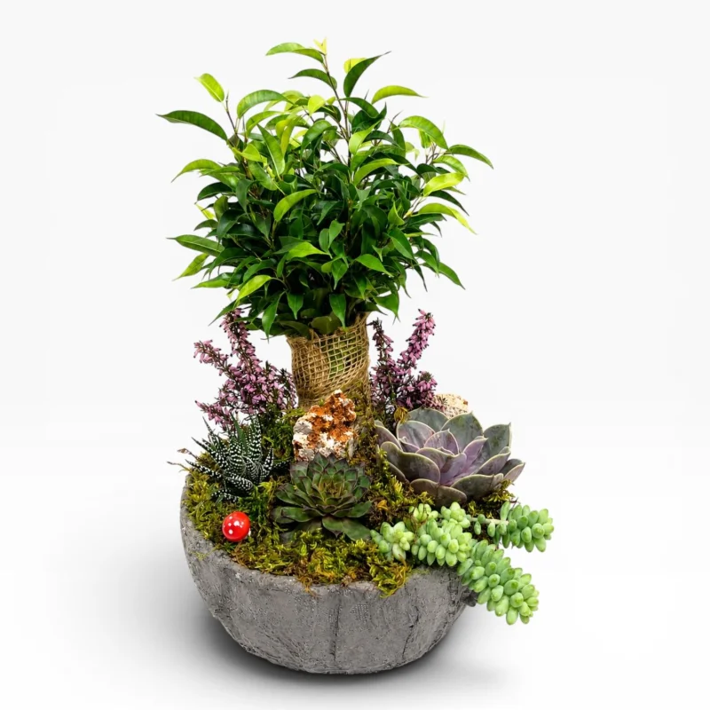 Bonsai ve Sukulent Bahçesi