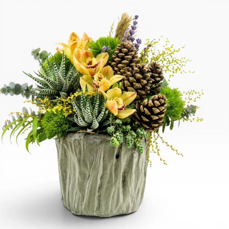 Cymbidium ve Sukulent Aranjmanı