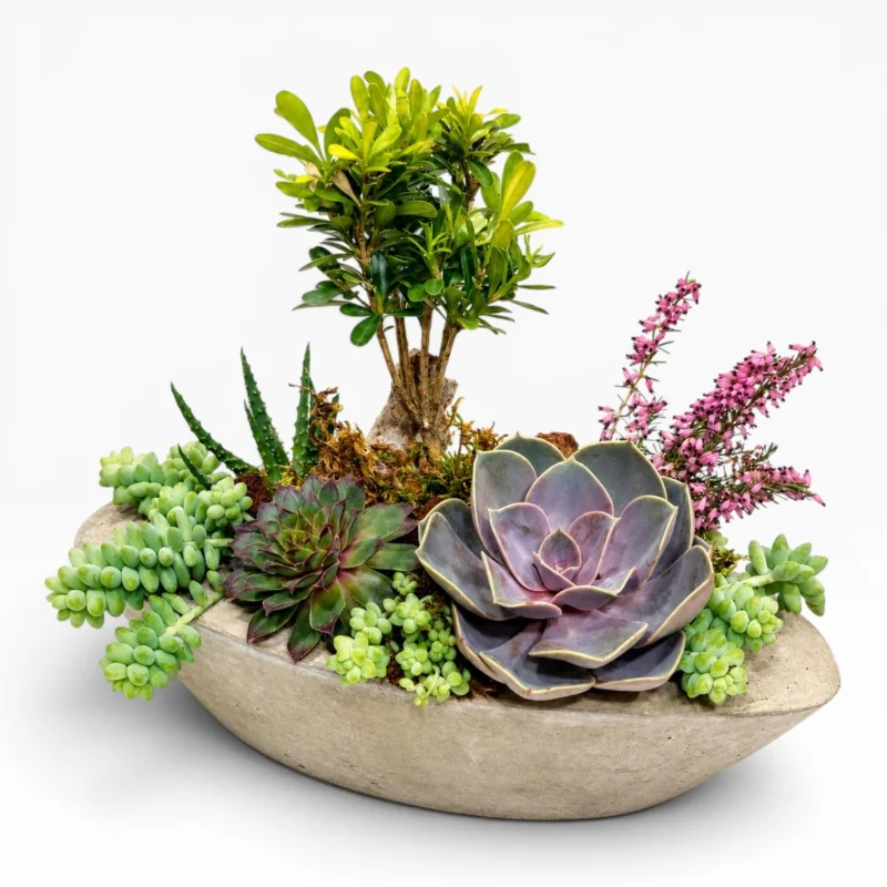Bonsai ve Sukulent Bahçesi Tasarım Aranjmanı