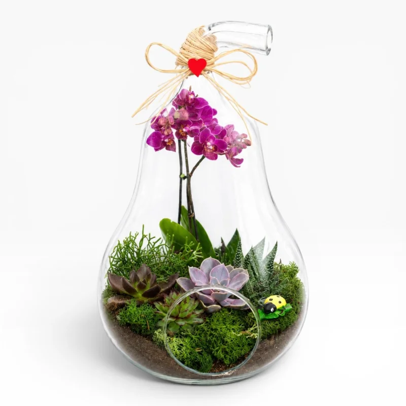 Kalp Detaylı Armut Fanusta Mini Mor Orkide Teraryumu