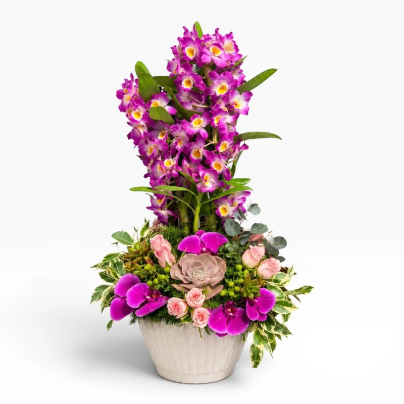Mor Dendrobium Orkide Bahçesi