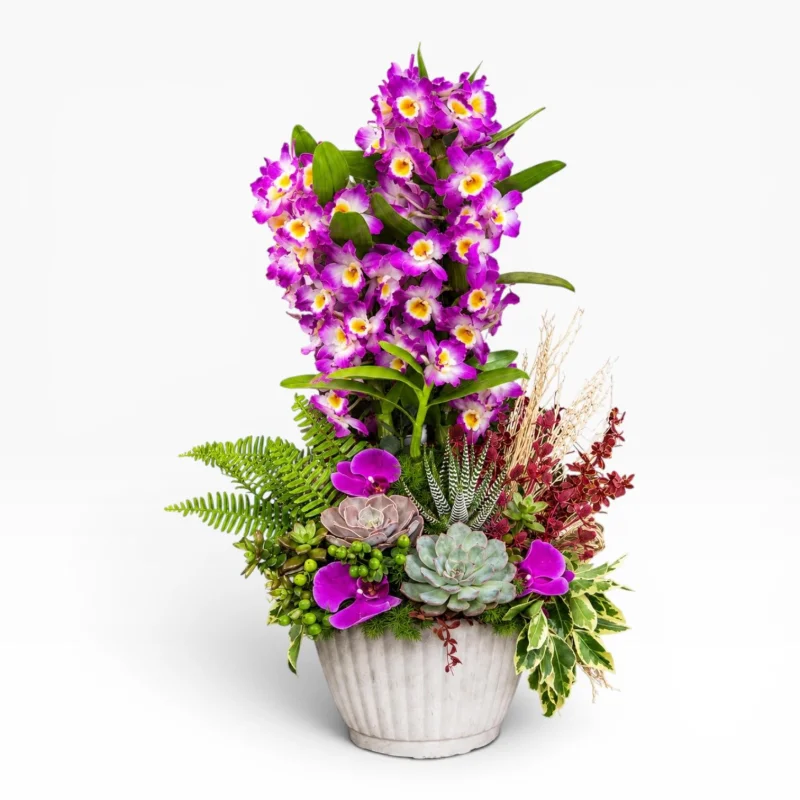 Royal Dendrobium Orkide Bahçesi