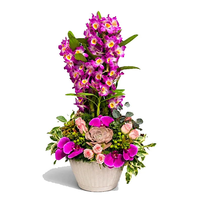 Mor Dendrobium Orkide Bahçesi
